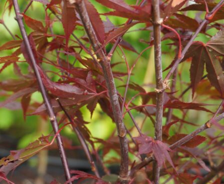 Acer palmatum `Bloodgood`-kämmalvaher2