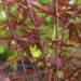 Acer palmatum `Bloodgood`-kämmalvaher2