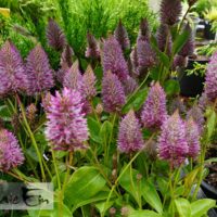 Ptilotus exaltatus `Joey`-miisusaba