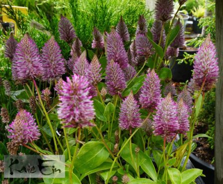 Ptilotus exaltatus `Joey`-miisusaba