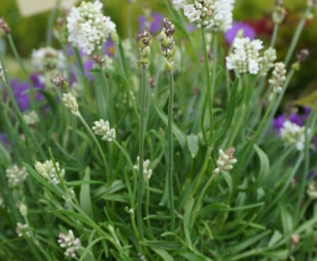 Lavandula ×intermedia `Edelweiss`-lavendel