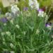 Lavandula ×intermedia `Edelweiss`-lavendel