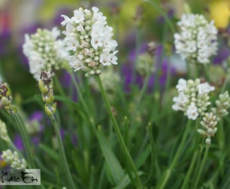 Lavandula ×intermedia `Edelweiss`-lavendel (2)