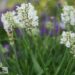 Lavandula ×intermedia `Edelweiss`-lavendel (2)