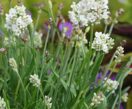 lLavandula ×intermedia `Edelweiss`lavendel 3