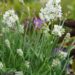 lLavandula ×intermedia `Edelweiss`lavendel 3