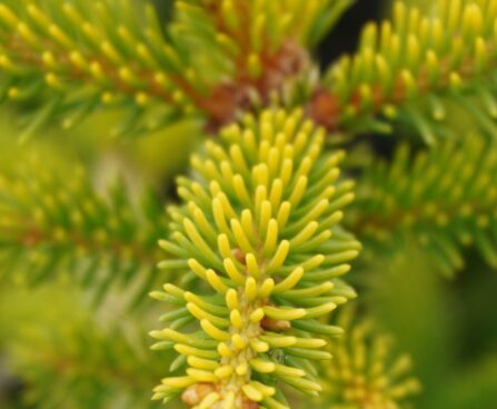 Picea abies f. aurea-kuldkuusk