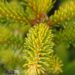 Picea abies f. aurea-kuldkuusk