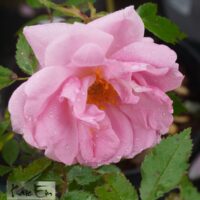 Rosa `John Davis`-roniroos