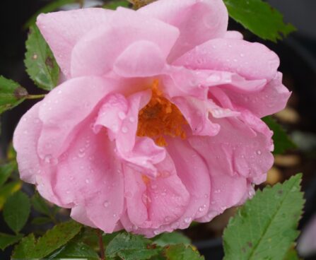 Rosa `John Davis`-roniroos
