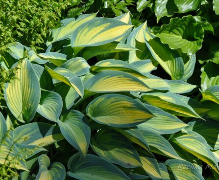 2130_7696_Hosta_June___3.JPG