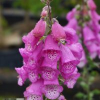 Digitalis sp.-sõrmkübarall