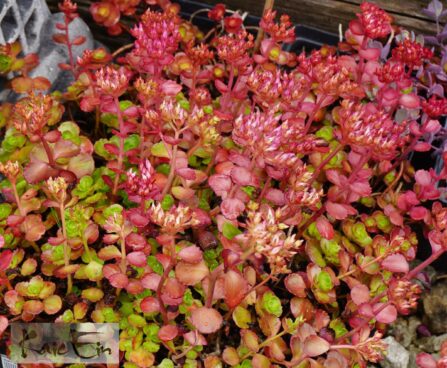 Phedimus spurius `Dragon`s Blood`-kanahari