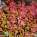 Phedimus spurius `Dragon`s Blood`-kanahari