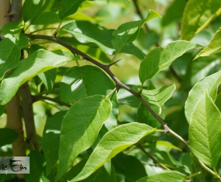 Maclura pomifera -makluura