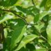 Maclura pomifera -makluura