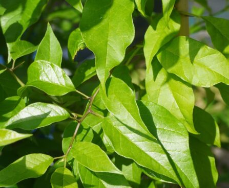 Maclura pomifera -makluura1