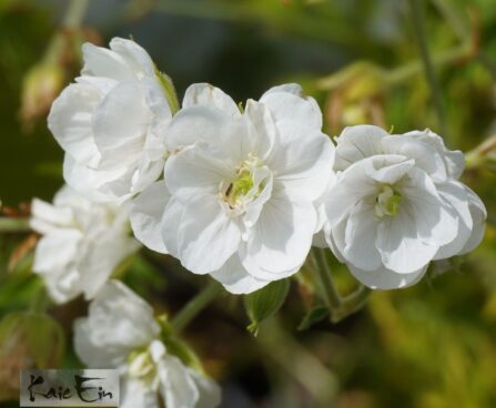Geranium pratense `Laura`-kurereha