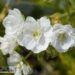 Geranium pratense `Laura`-kurereha
