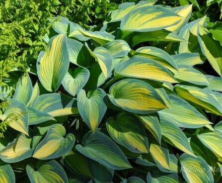 2130_7697_Hosta_June___4.JPG