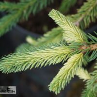 Picea laxa `Dent`-kanada kuusk