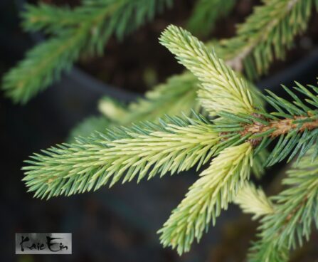 Picea laxa `Dent`-kanada kuusk
