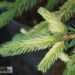 Picea laxa `Dent`-kanada kuusk
