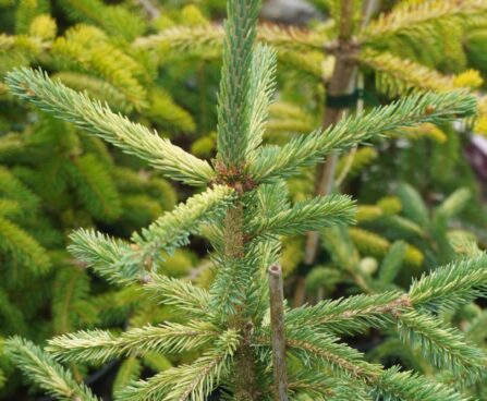 Picea laxa `Dent`-kanada kuusk (2)