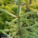 Picea laxa `Dent`-kanada kuusk (2)