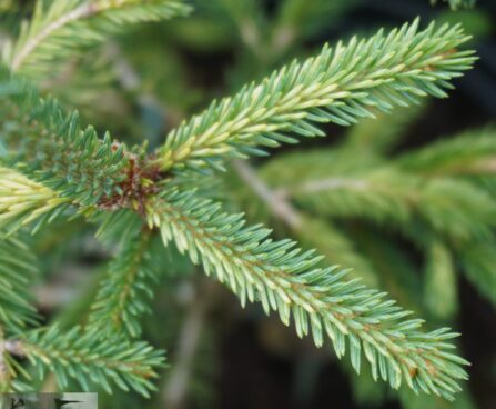 Picea laxa `Dent`-kanada kuusk1