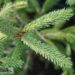Picea laxa `Dent`-kanada kuusk1