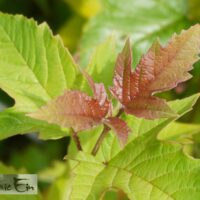 Viburnum sargentii `Onondaga`-sargenti lodjapuu