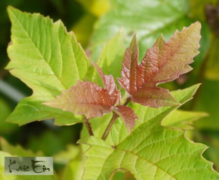 Viburnum sargentii `Onondaga`-sargenti lodjapuu