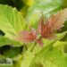 Viburnum sargentii `Onondaga`-sargenti lodjapuu