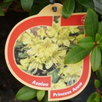 Rhododendron `Princess Anne`