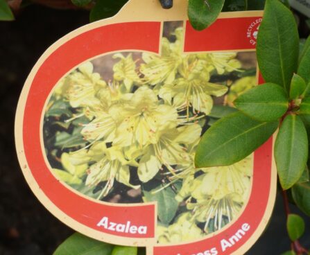 Rhododendron `Princess Anne`