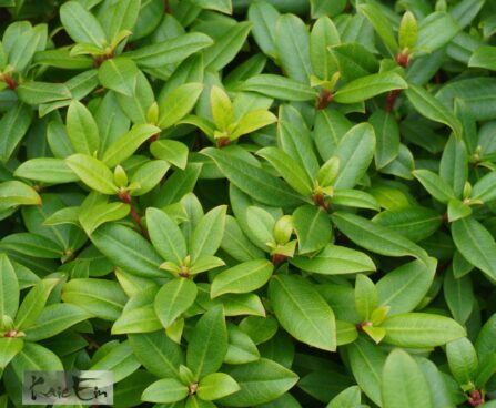 Rhododendron `Princess Anne`