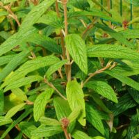 Viburnum rhytidophyllum-kurdlehine lodjapuu