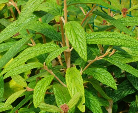 Viburnum rhytidophyllum-kurdlehine lodjapuu