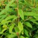 Viburnum rhytidophyllum-kurdlehine lodjapuu