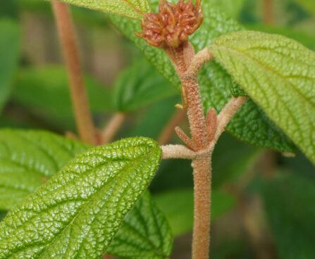 Viburnum rhytidophyllum-kurdlehine lodjapuu (2)