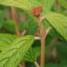 Viburnum rhytidophyllum-kurdlehine lodjapuu (2)