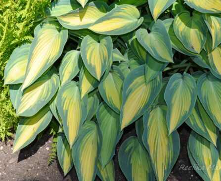 2130_7698_Hosta_June__.JPG