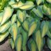 2130_7698_Hosta_June__.JPG