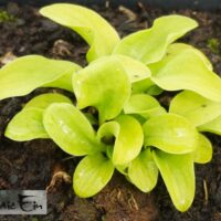 Hosta `Sun Mouse`