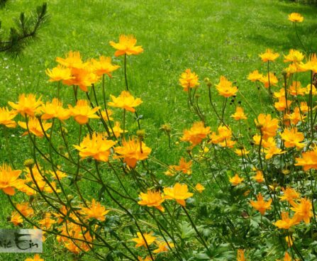 Trollius chinensis `Golden Queen`