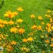 Trollius chinensis `Golden Queen`