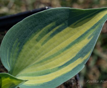 2130_8324_Hosta_June___2.JPG