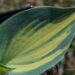 2130_8324_Hosta_June___2.JPG