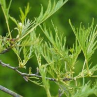 Alnus glutinosa `Imperialis`